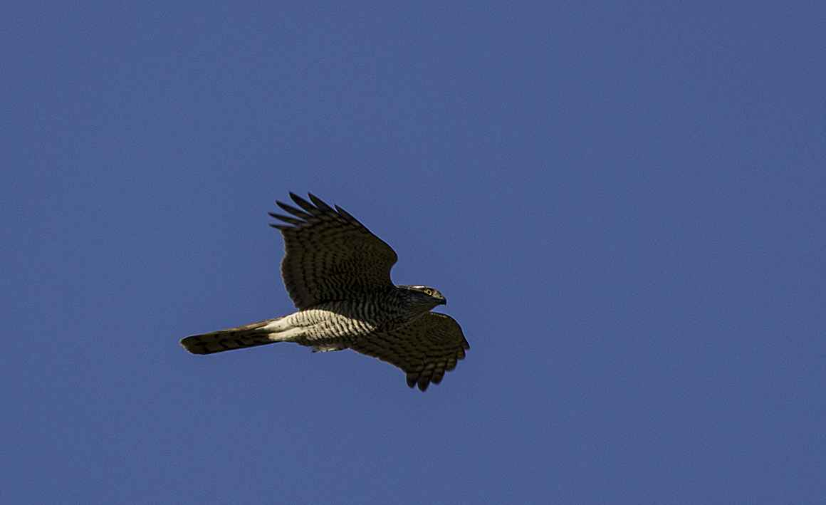 Eurasian Sparrowhawk