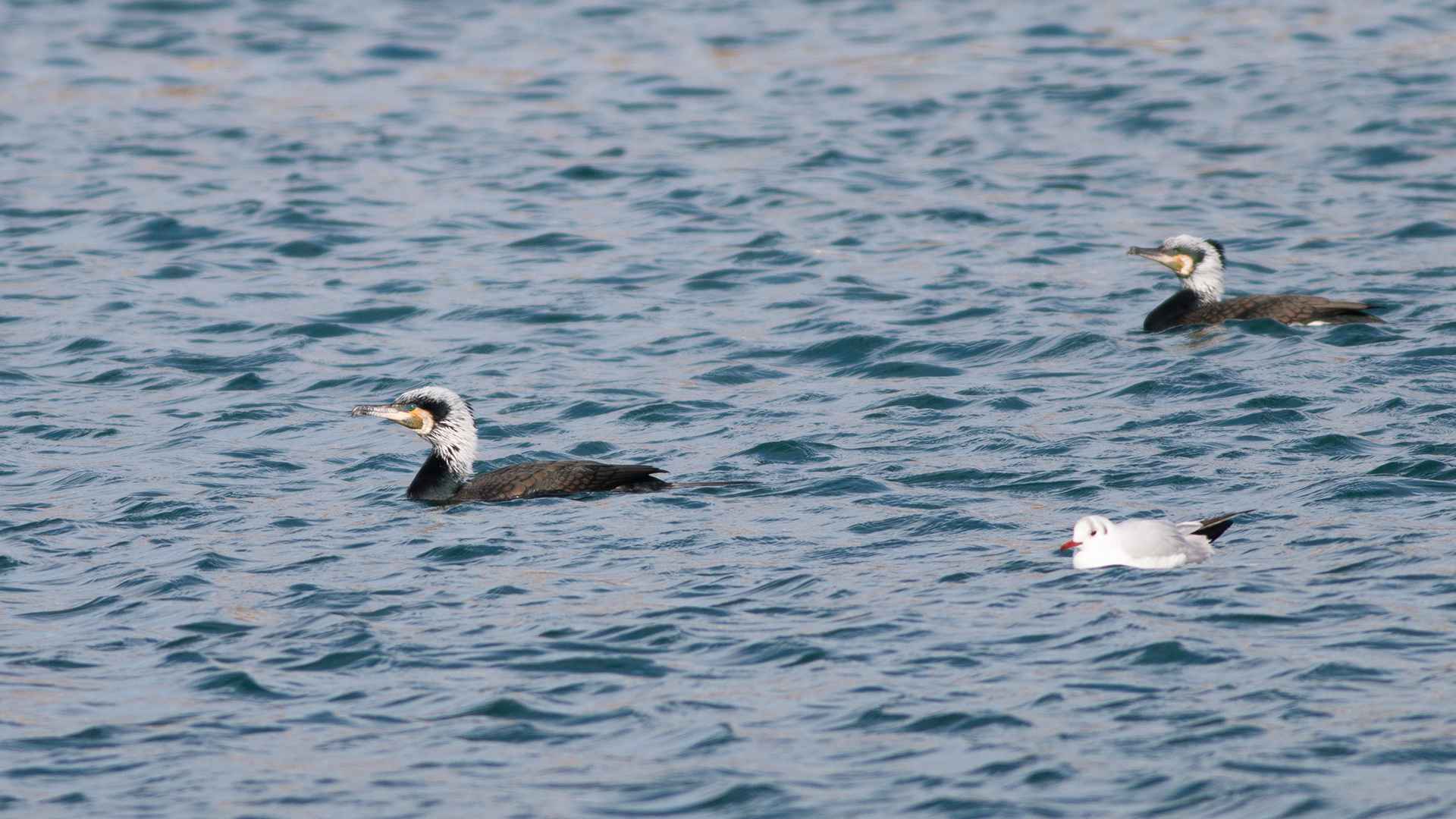 Great Cormorant