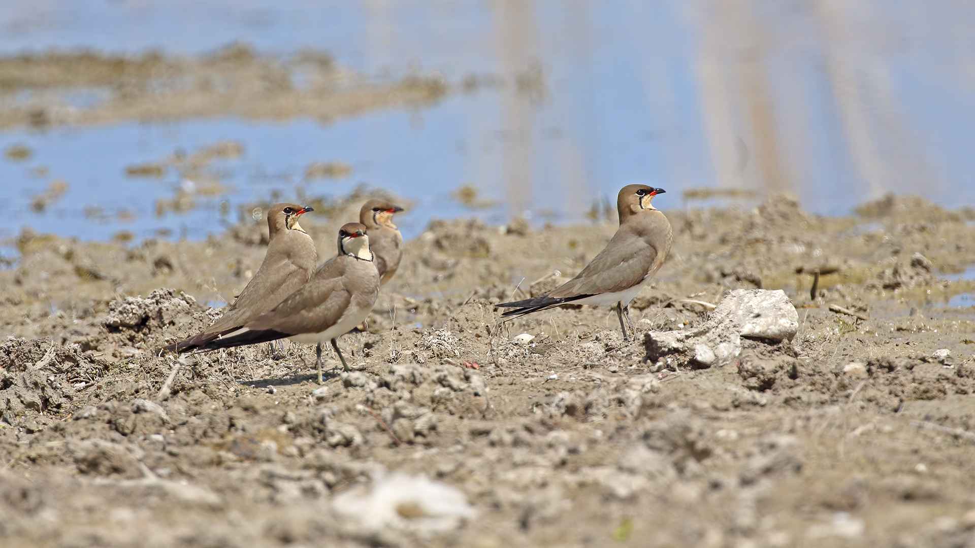 Bataklıkkırlangıc