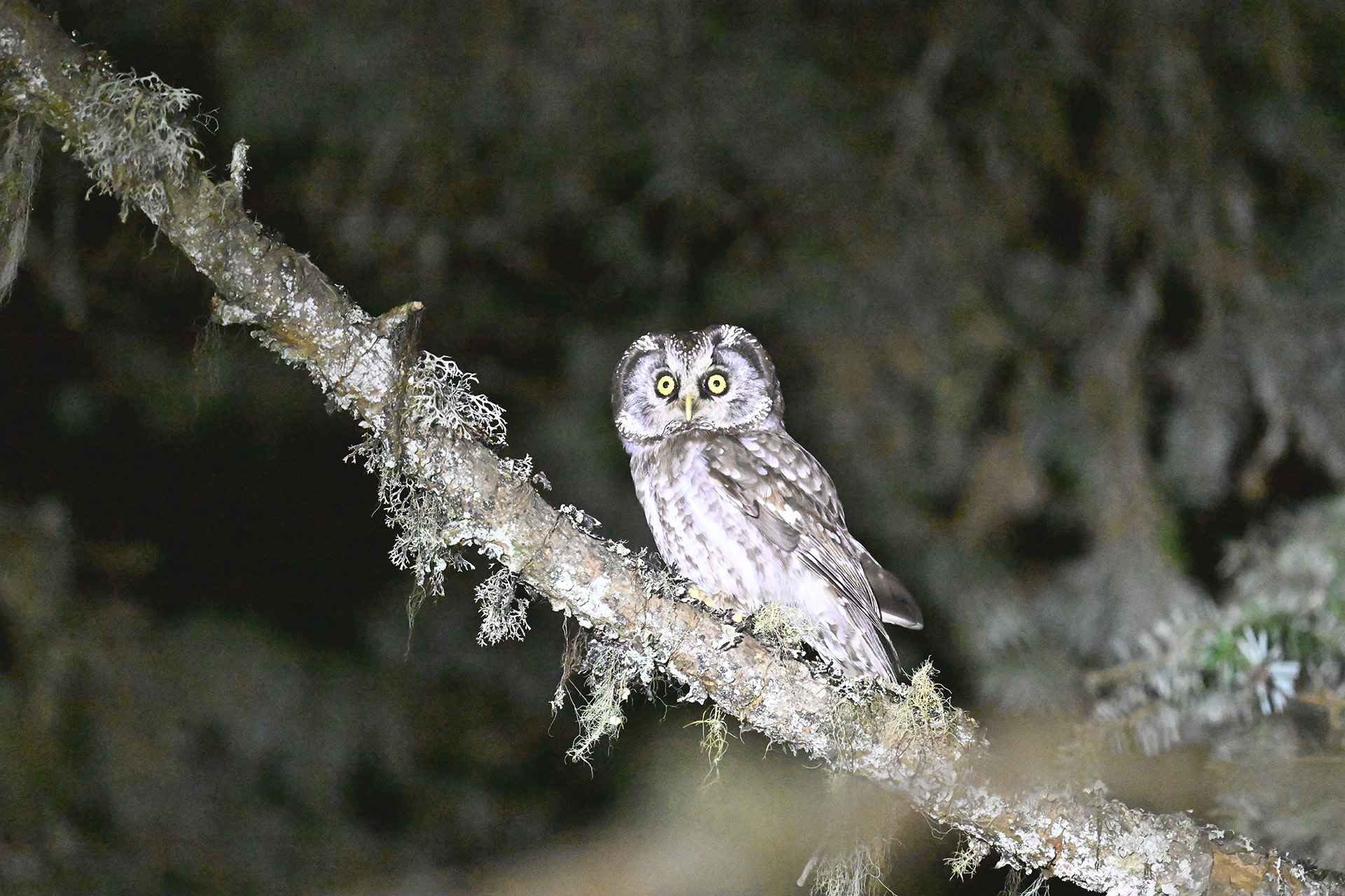 Boreal Owl