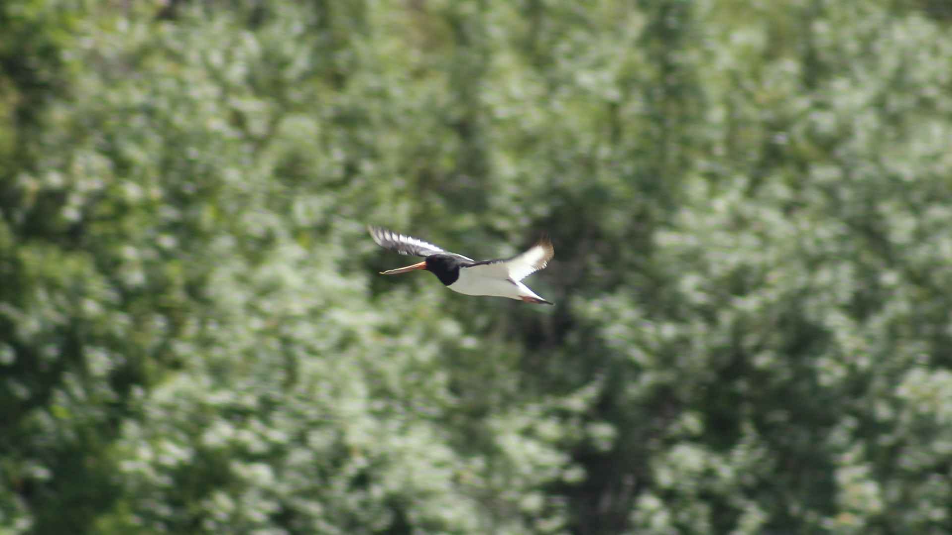 Eurasian Oystercatcher