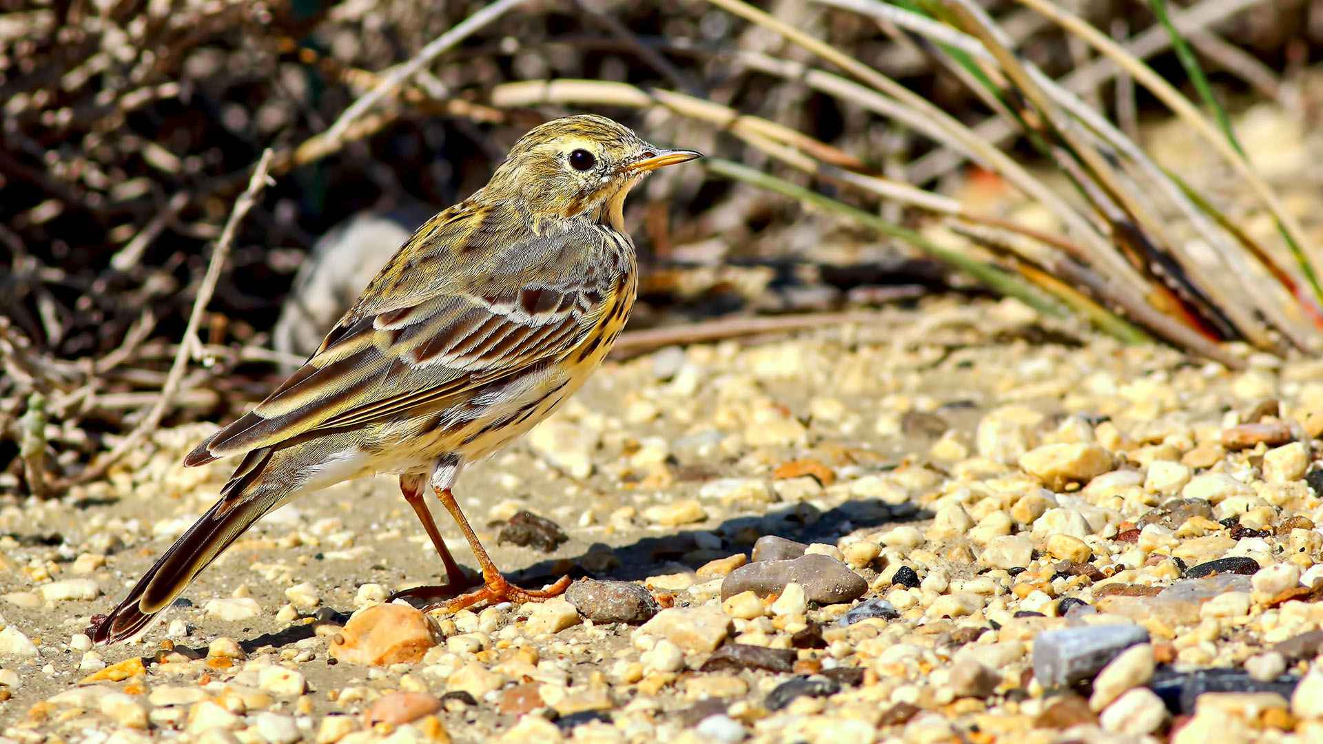 Meadow Pipit