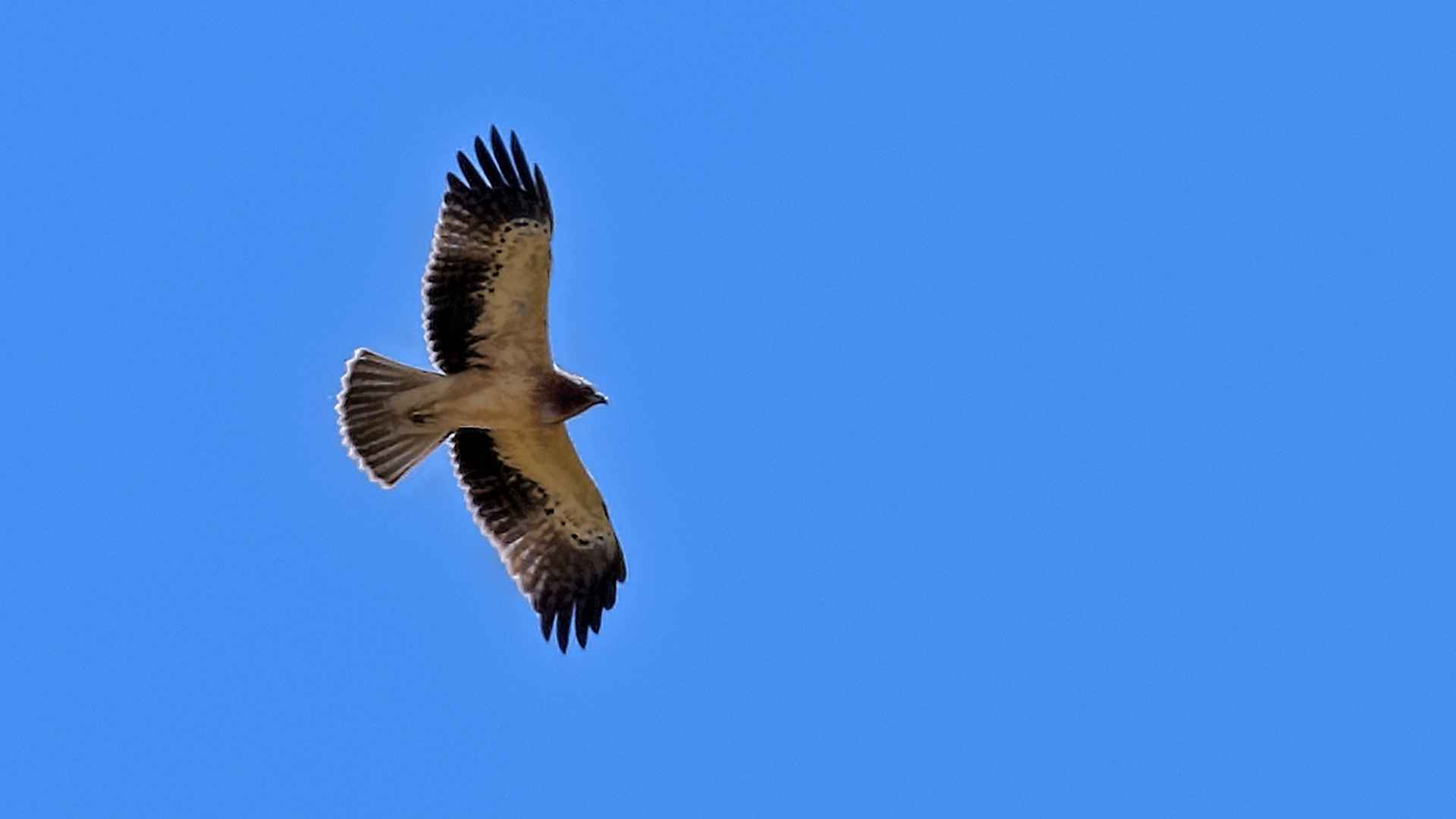 Booted Eagle