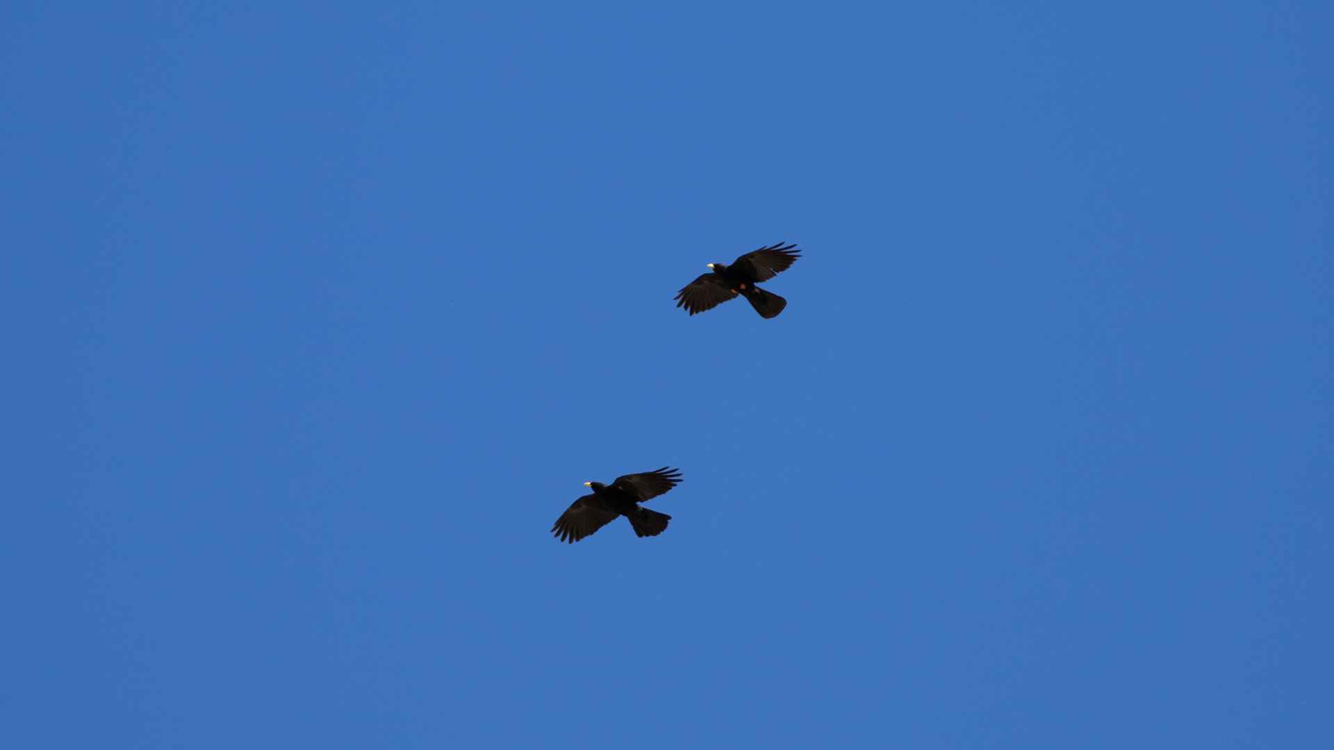 Yellow-billed Chough