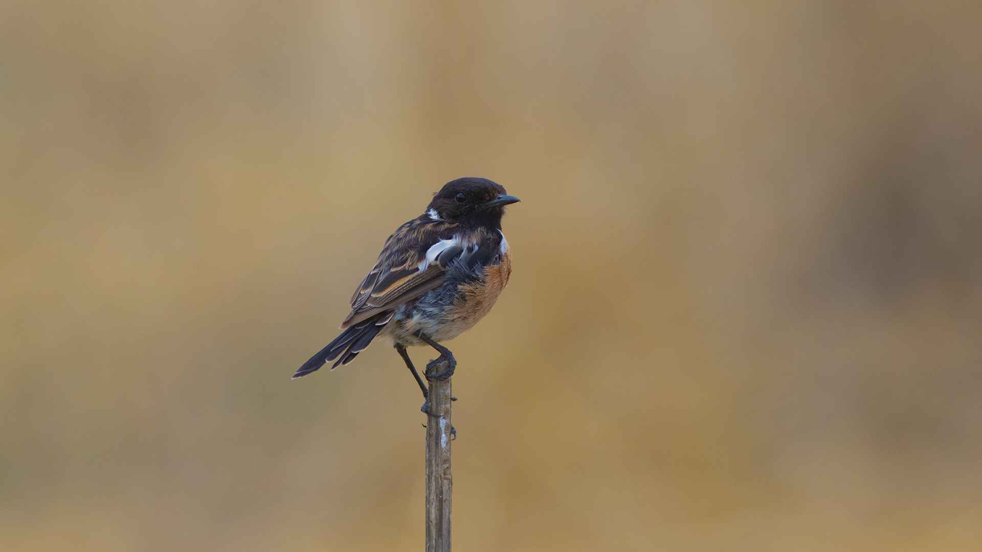 European Stonechat
