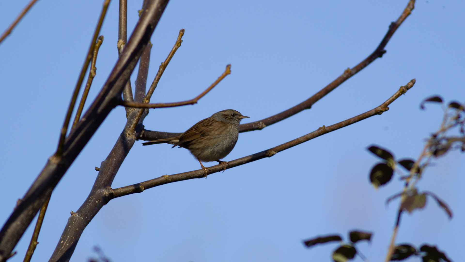 Dunnock