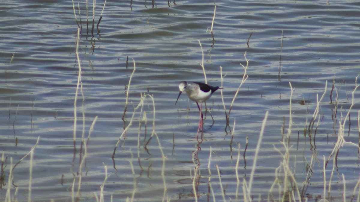 Black-winged Stilt