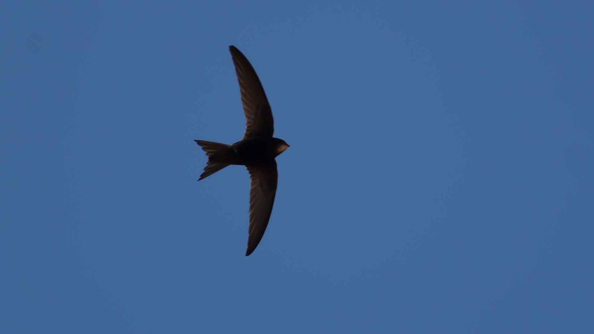 Common Swift