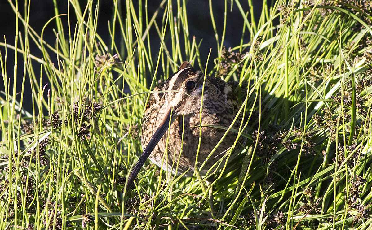 Common Snipe