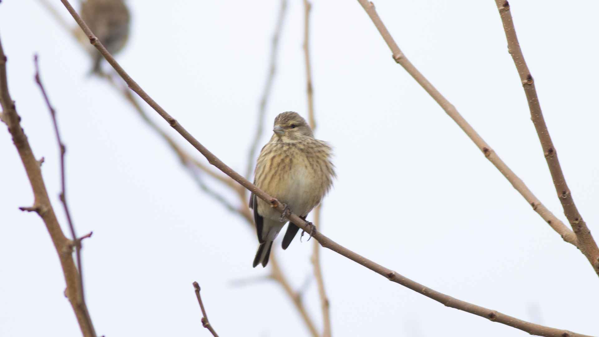 Eurasian Linnet