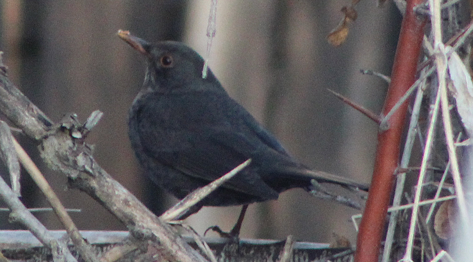 Eurasian Blackbird