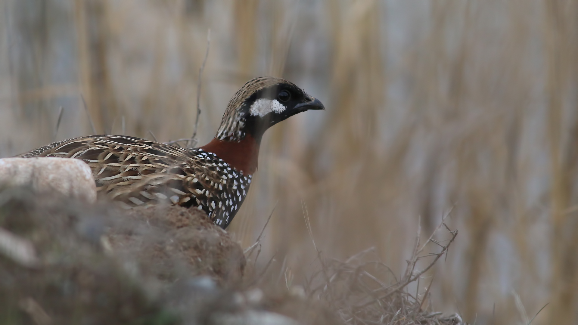 Black Francolin