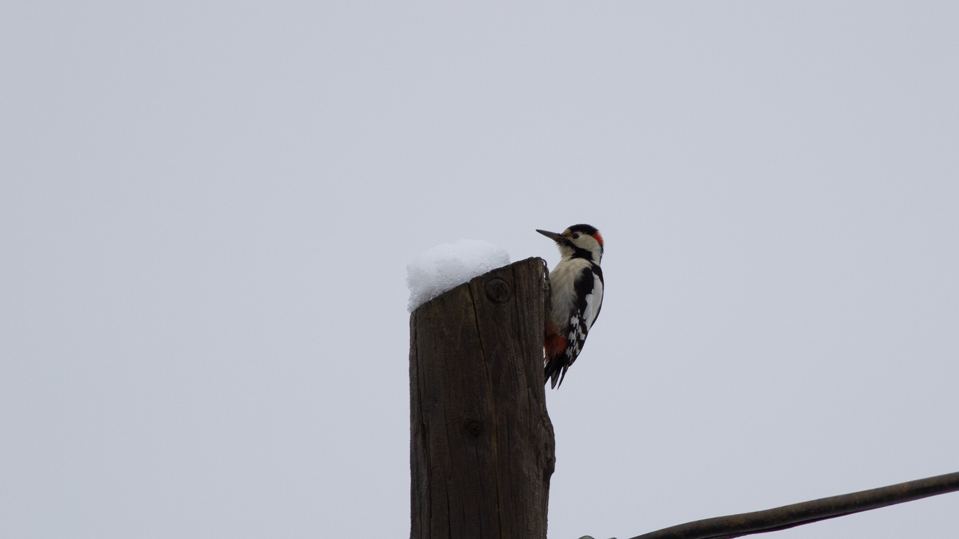 Syrian Woodpecker