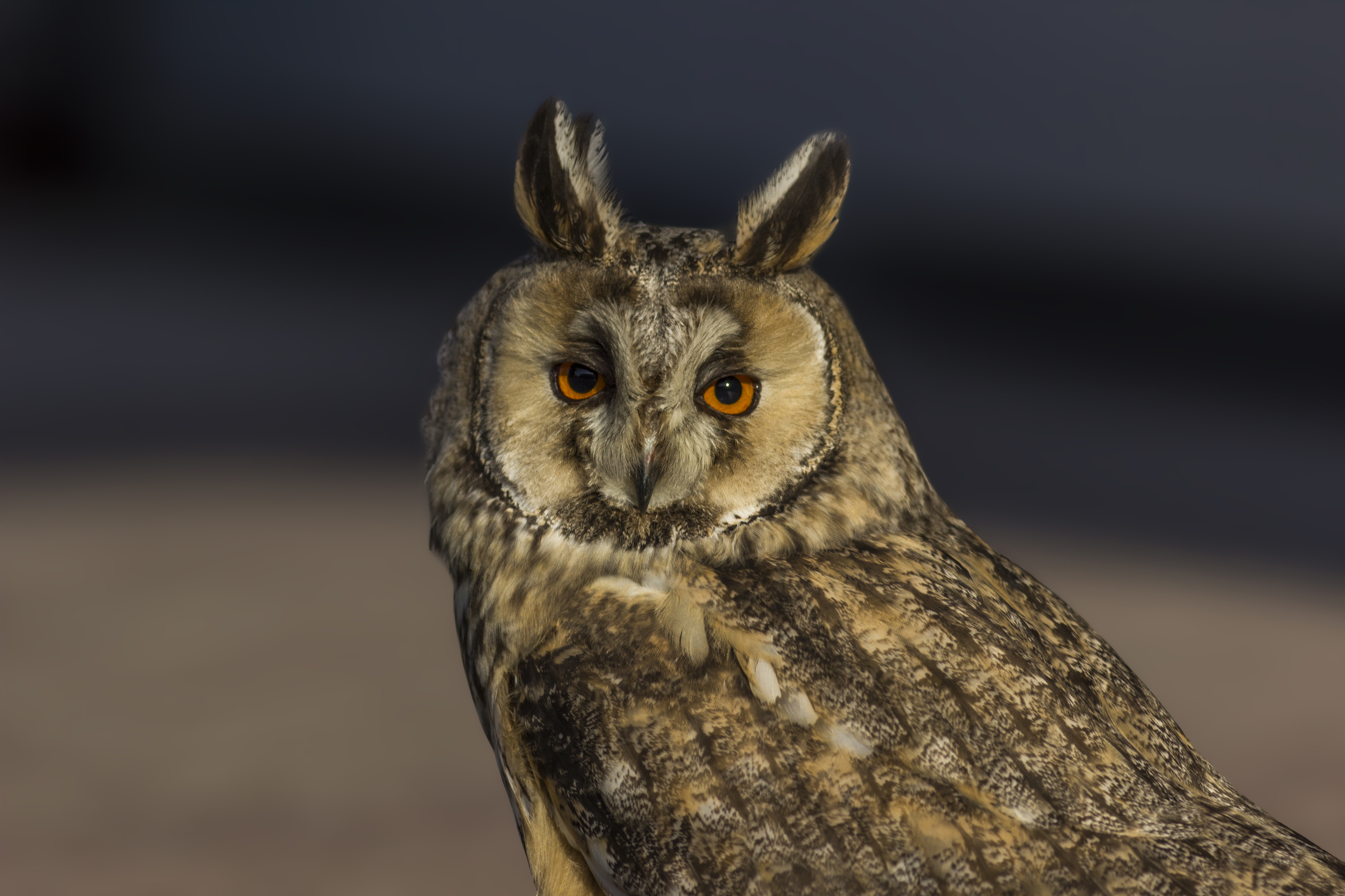 Long-eared Owl