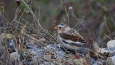 Snow Bunting