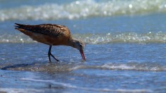 Bar-tailed Godwit