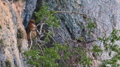 Brown Fish-owl