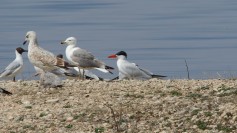 Caspian Tern