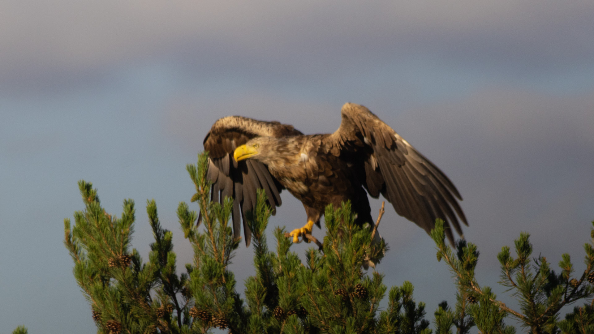 White-tailed Eagle