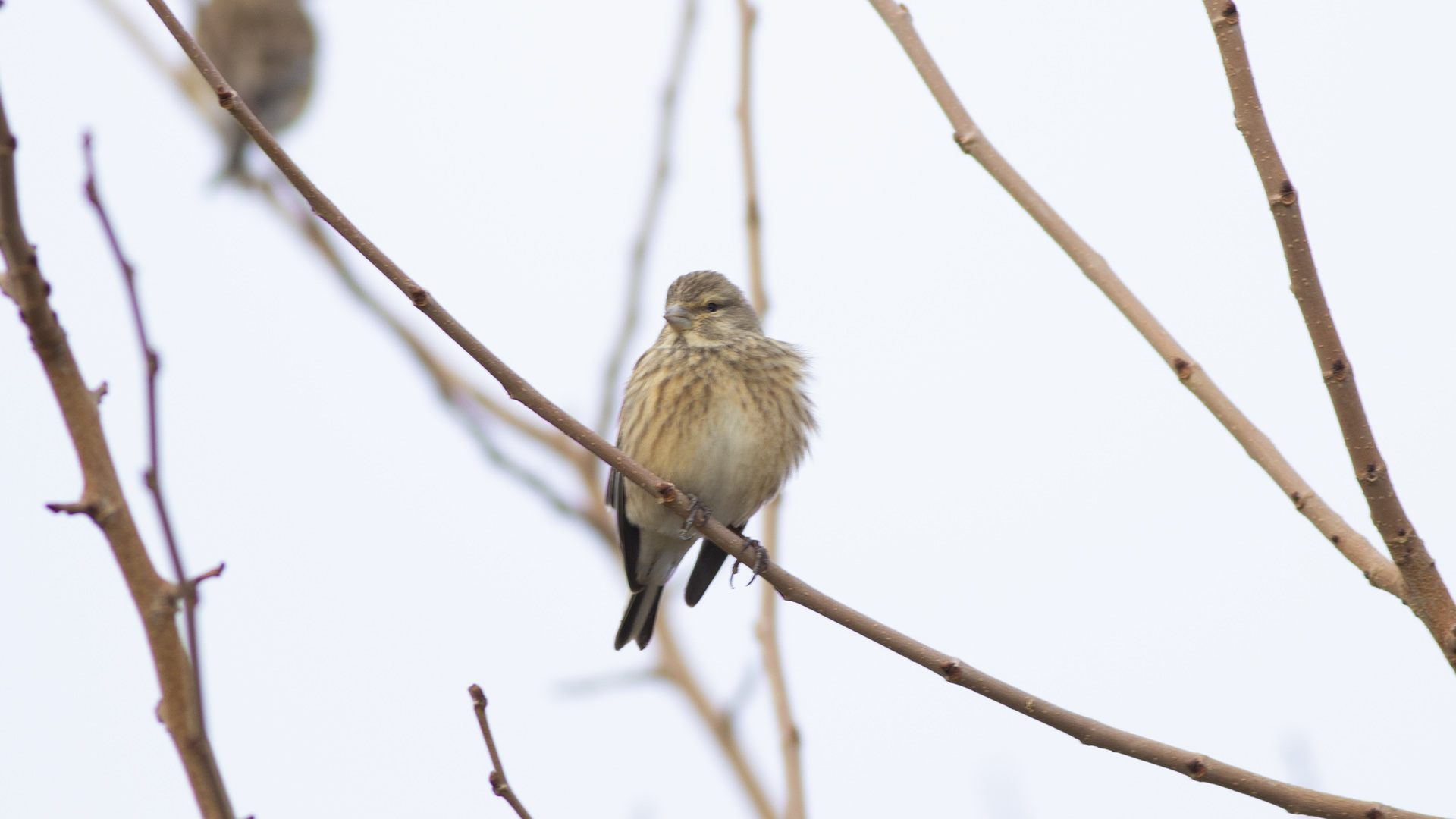 Eurasian Linnet