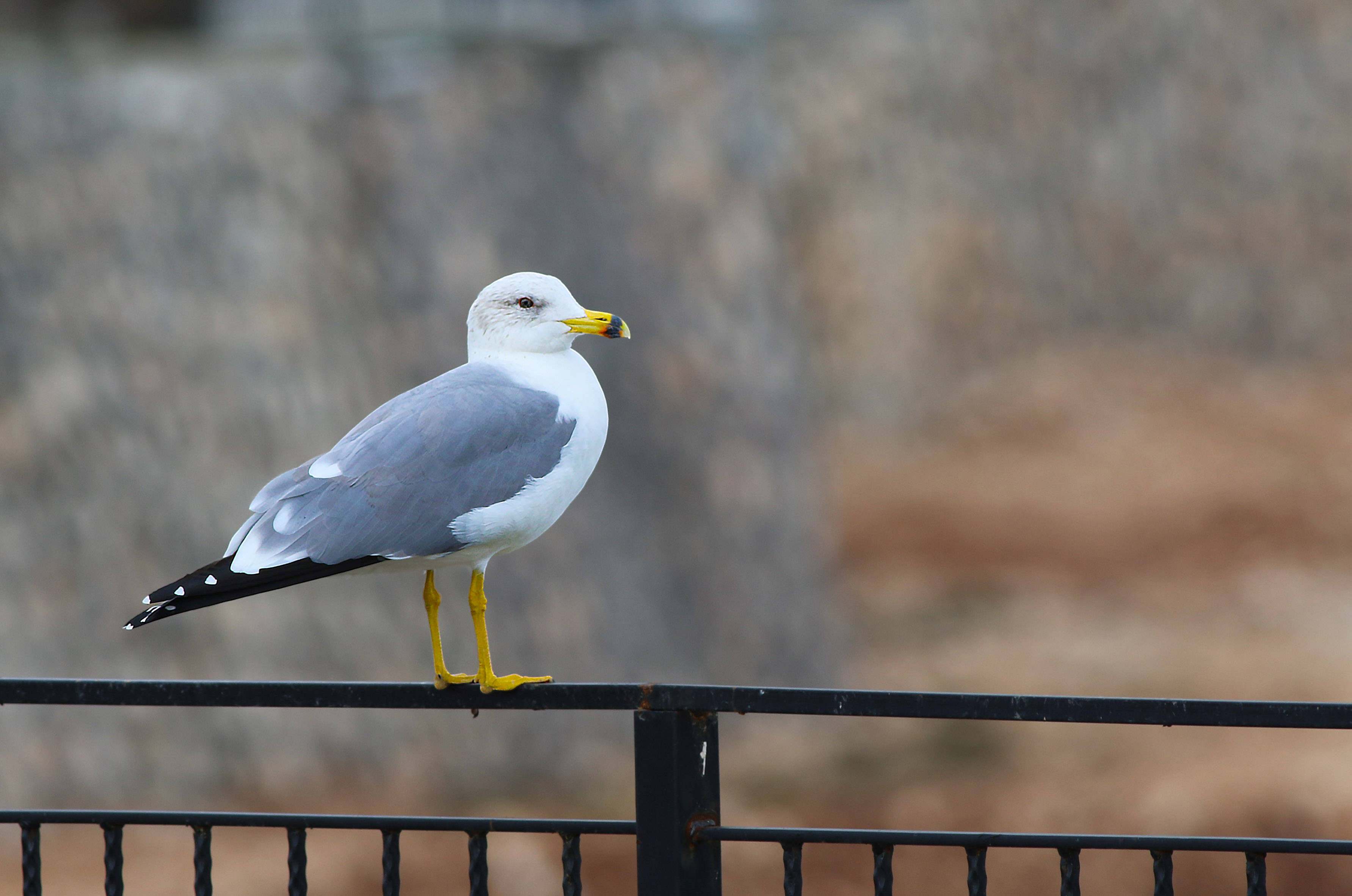 Armenian Gull