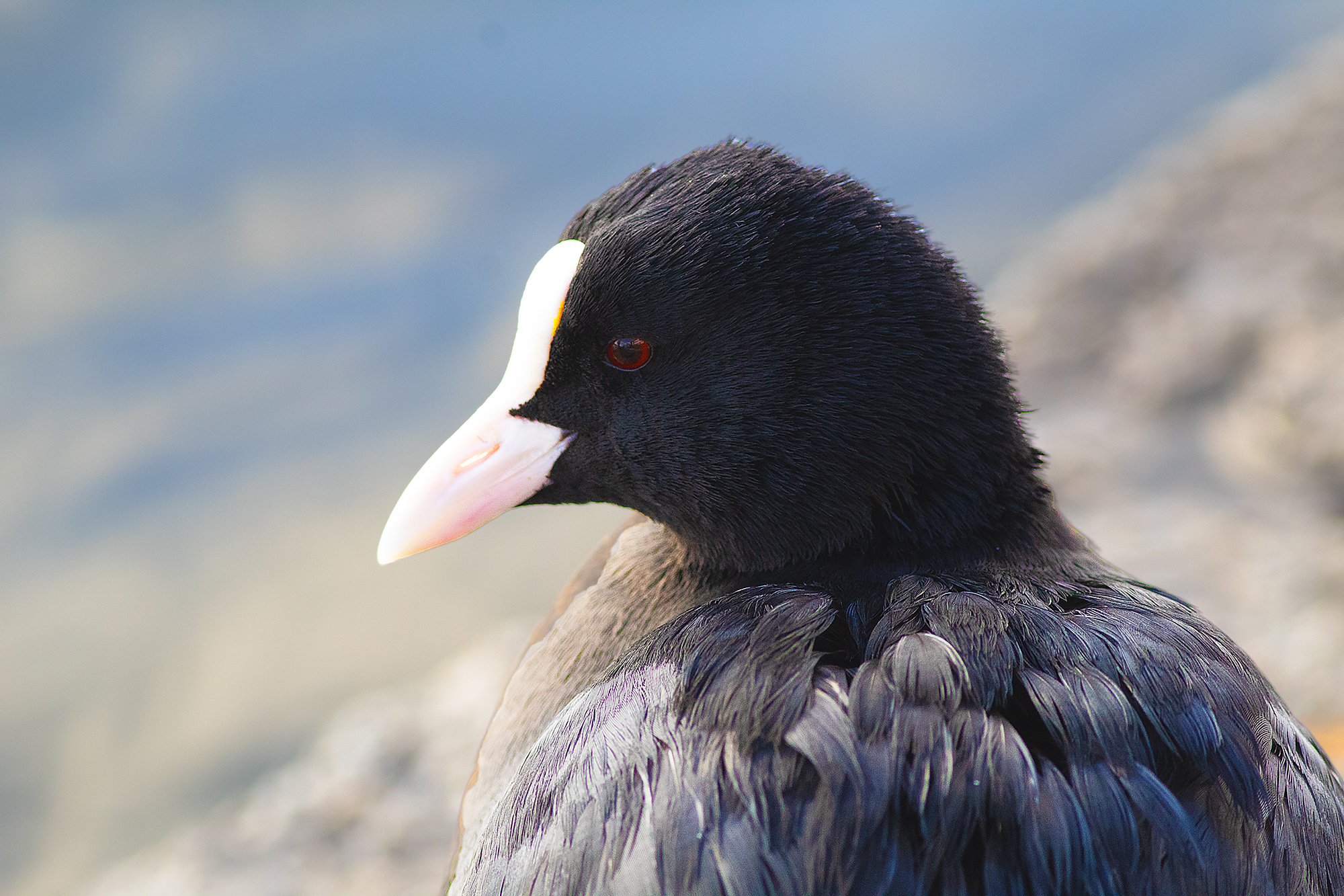 Eurasian Coot