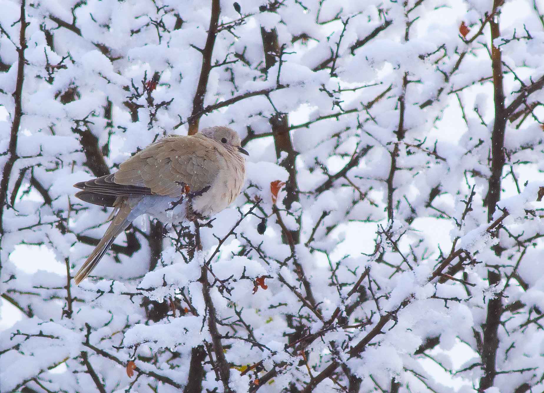 Eurasian Collared-Dove