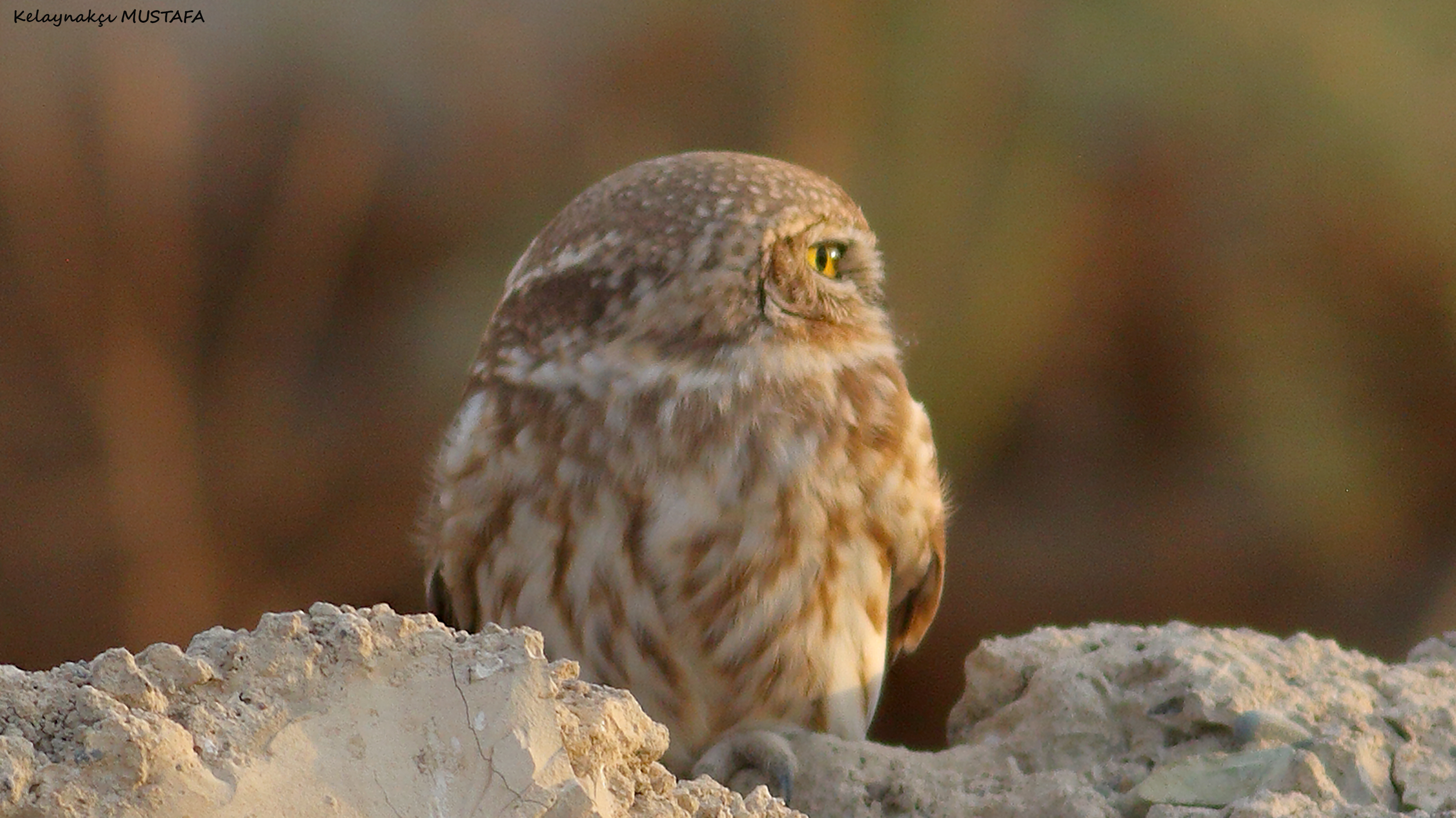 Little Owl