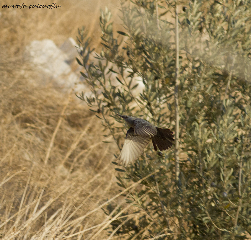 Blue Rock-Thrush