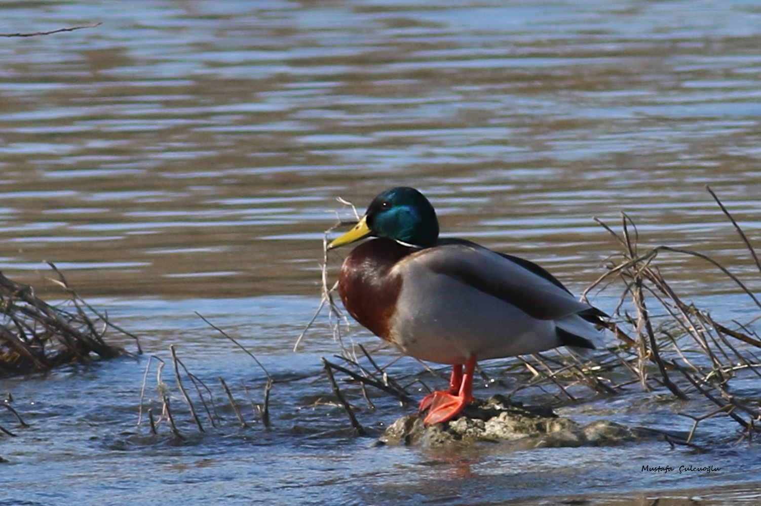 Mallard