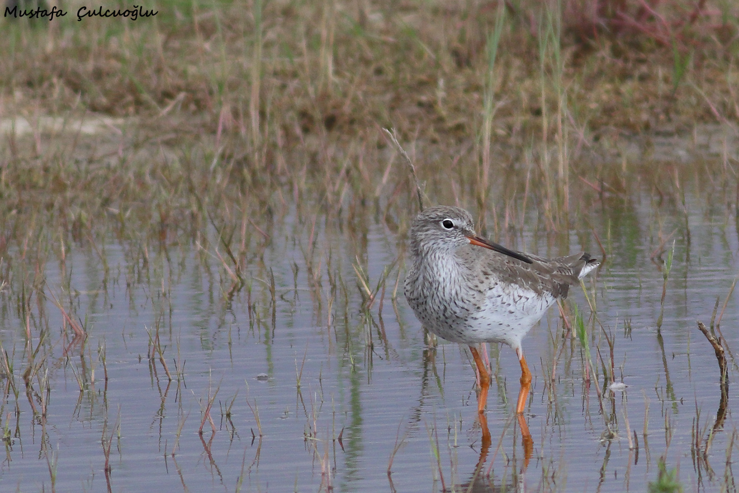 Common Redshank