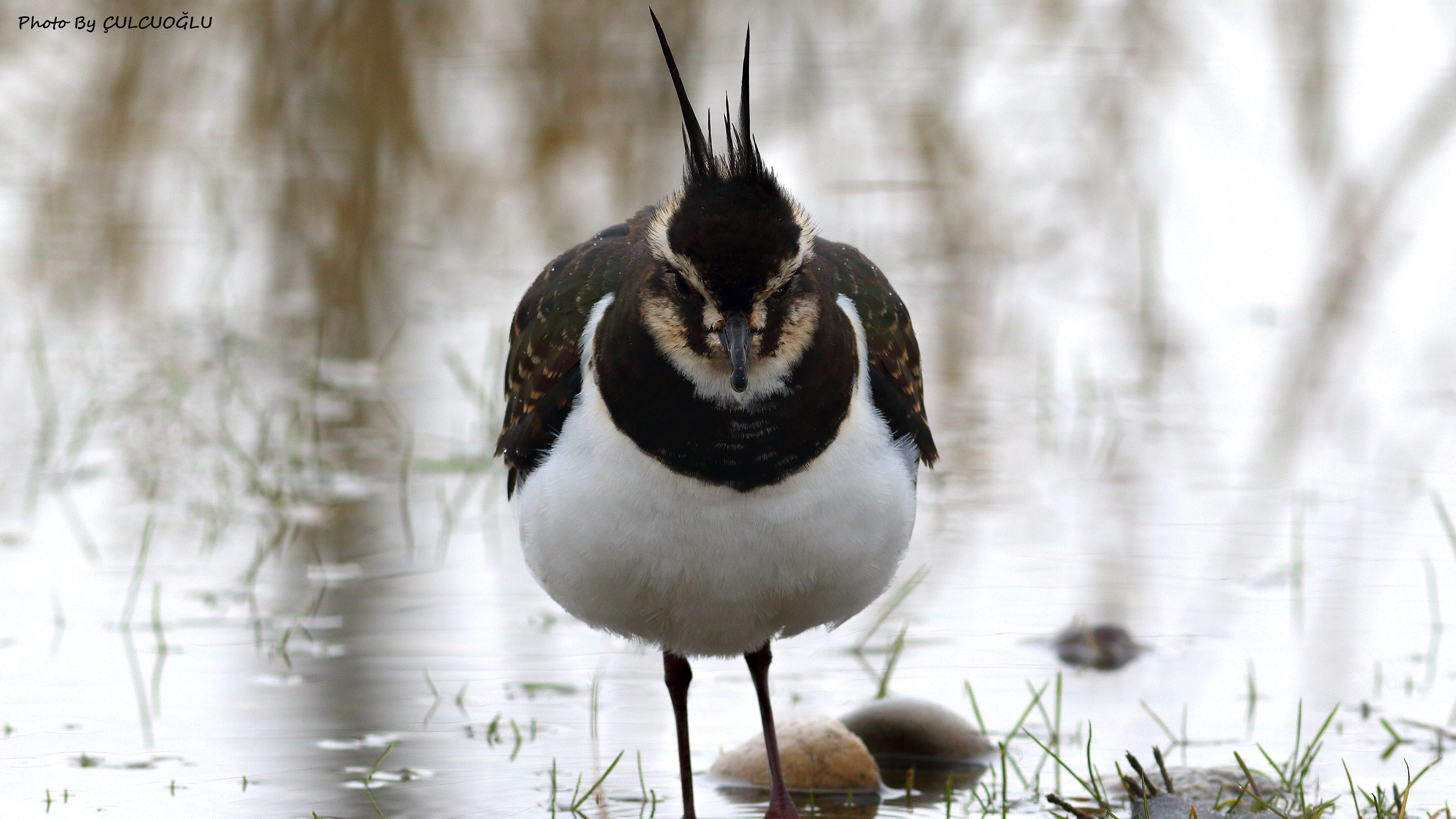 Northern Lapwing