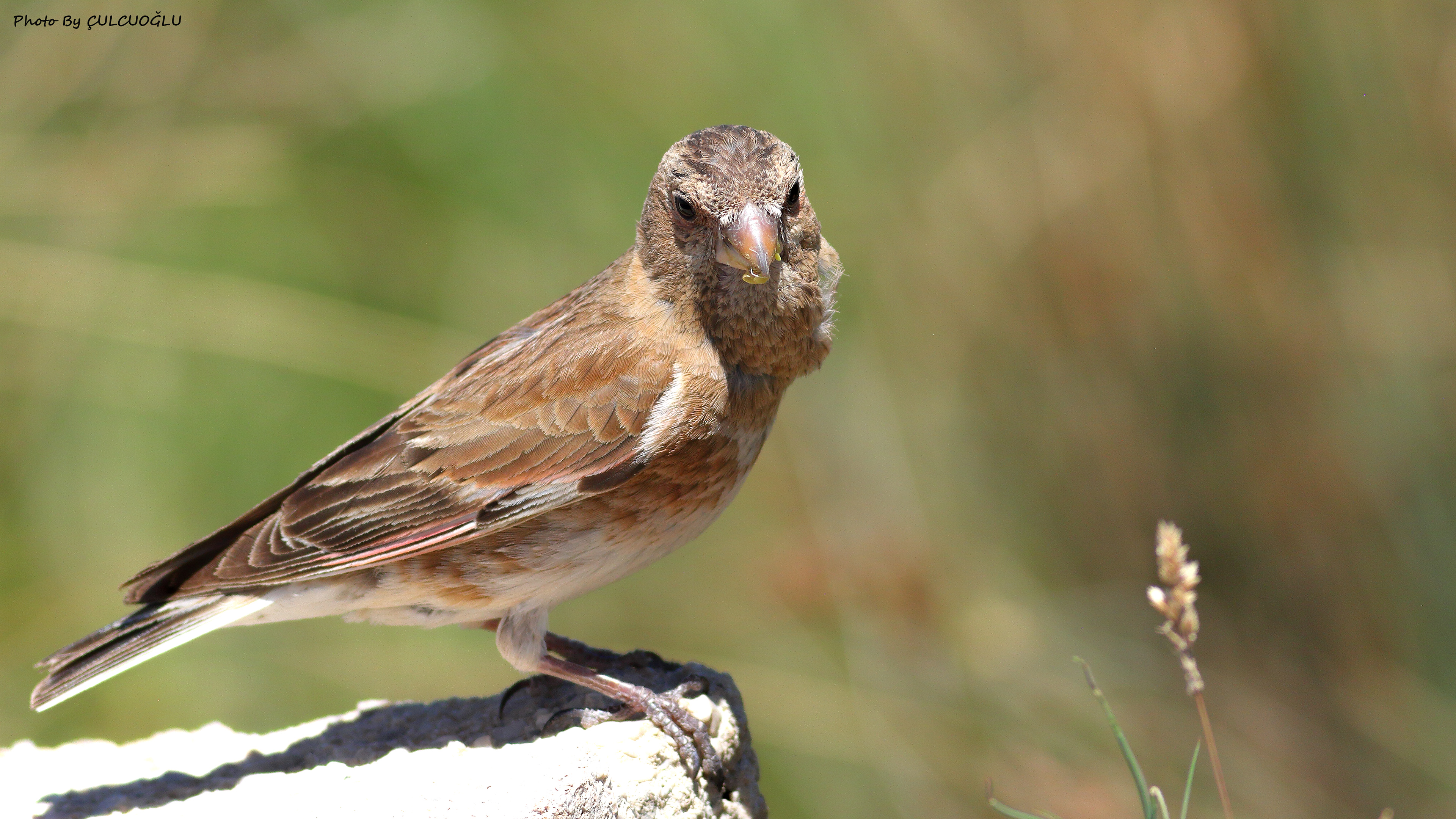 Crimson-winged Finch