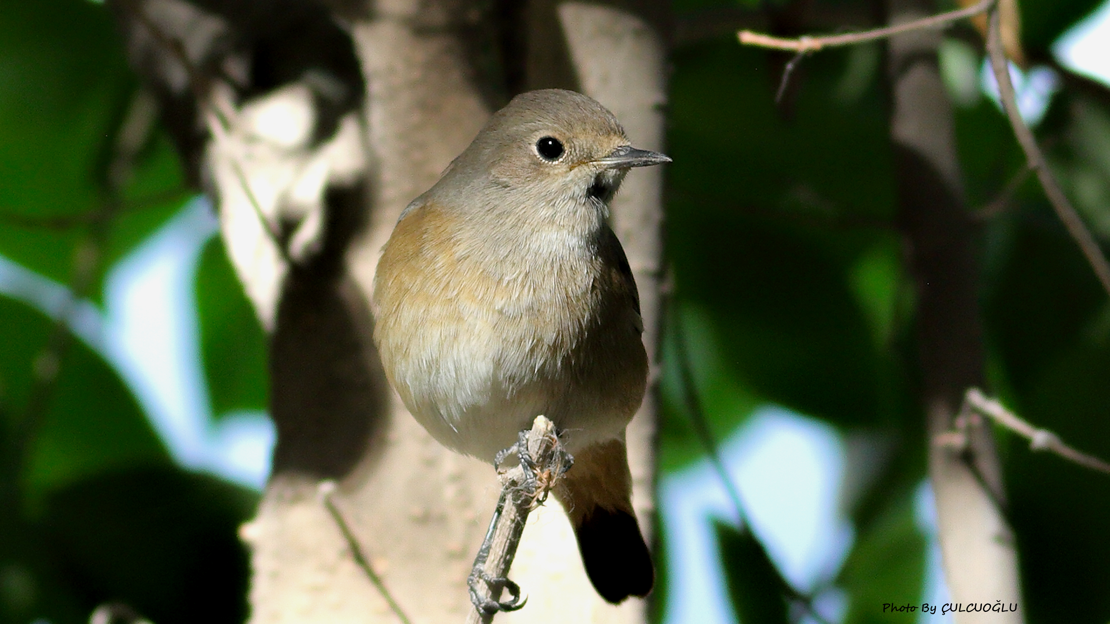 Common Redstart