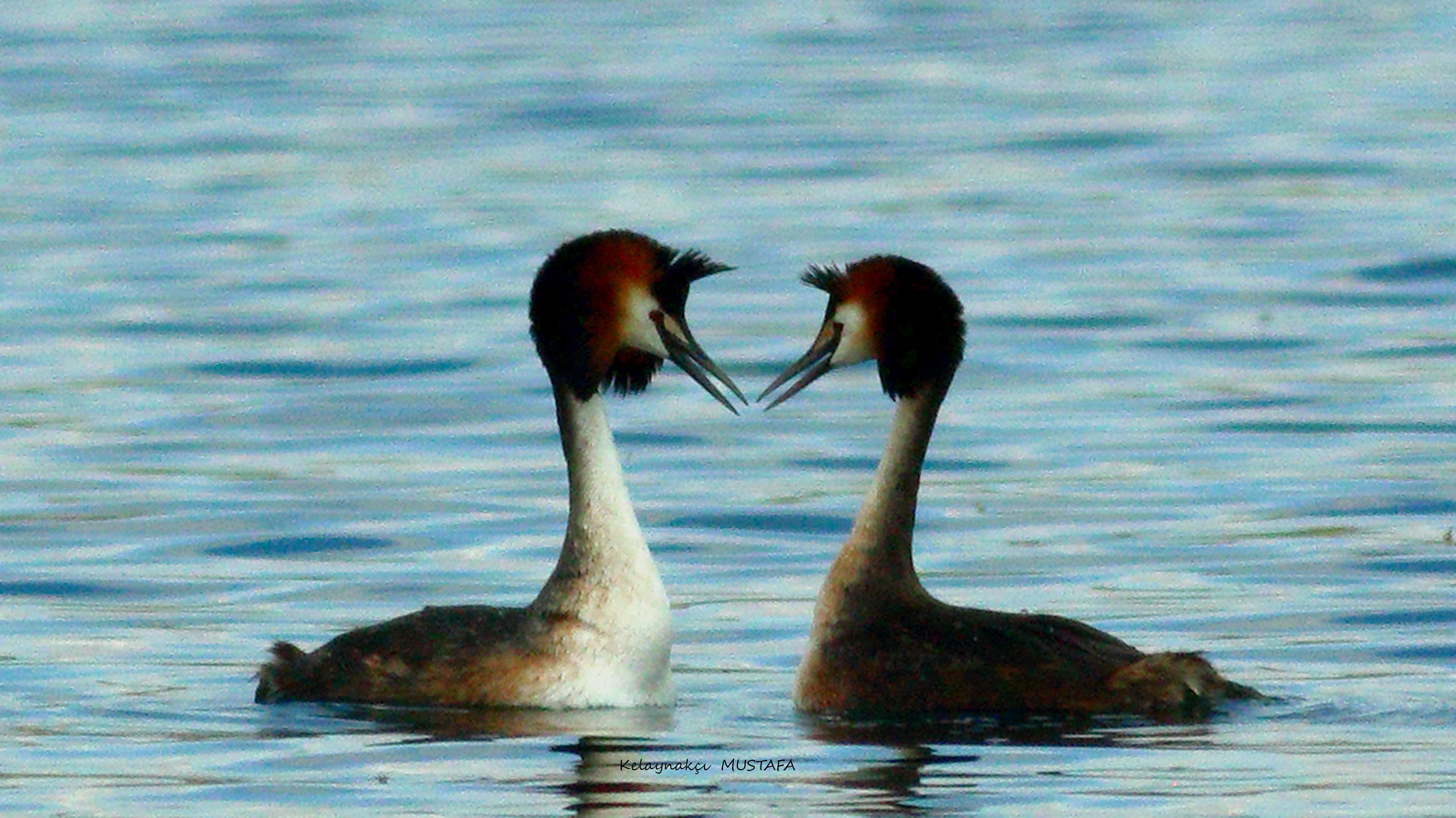 Great Crested Grebe