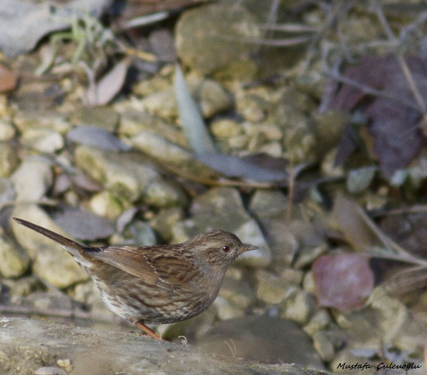 Dunnock