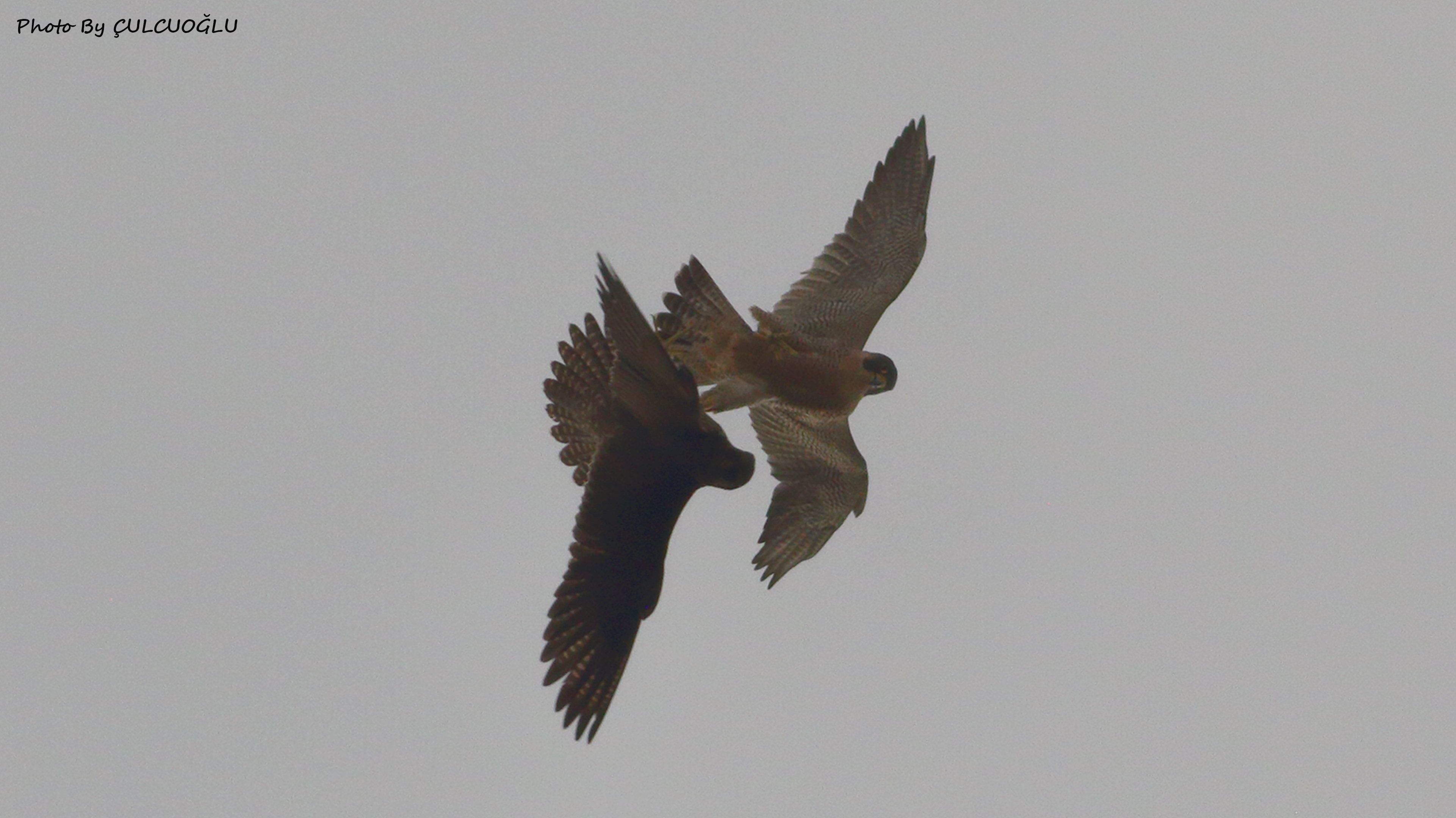 Peregrine Falcon