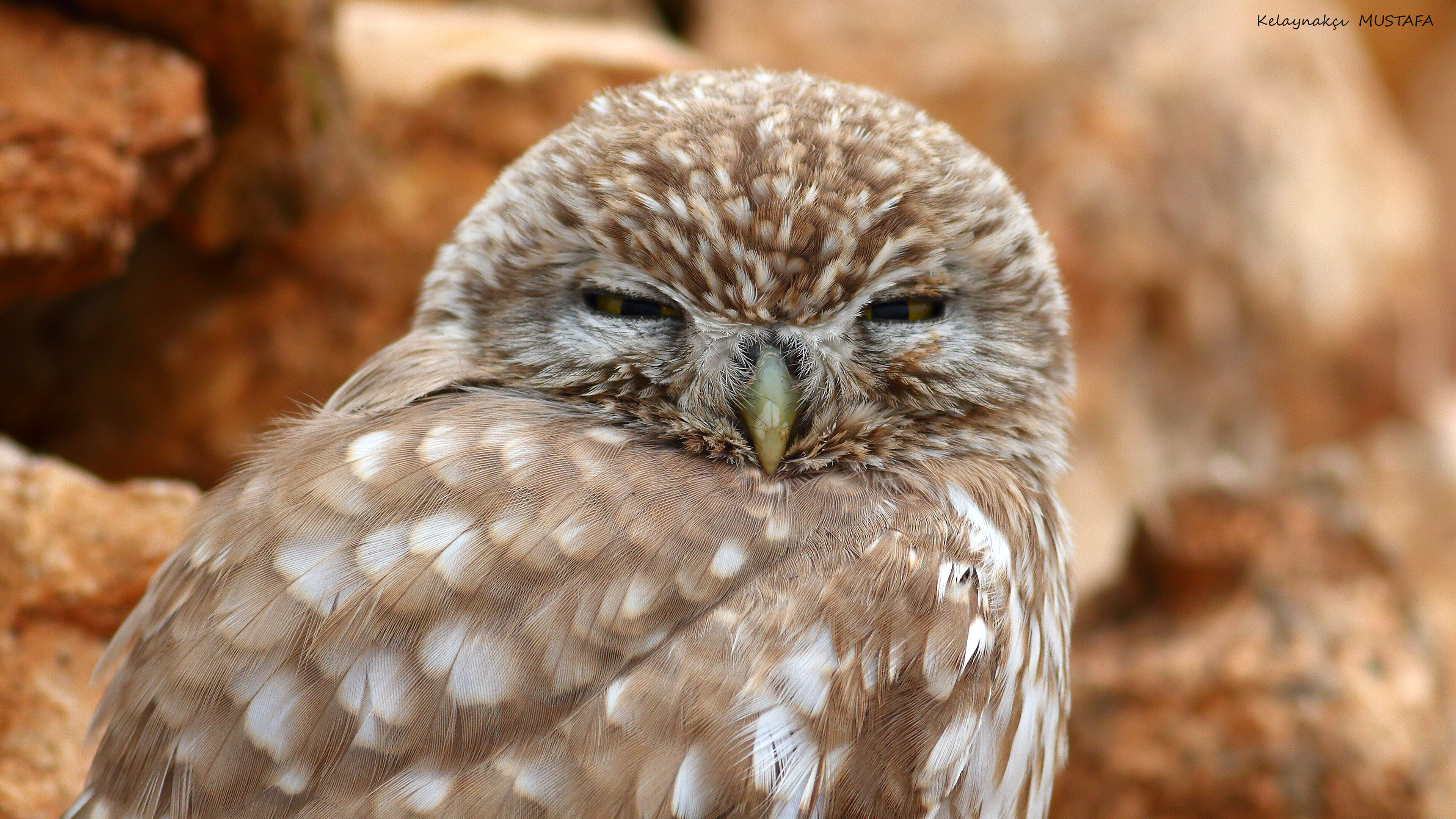 Little Owl