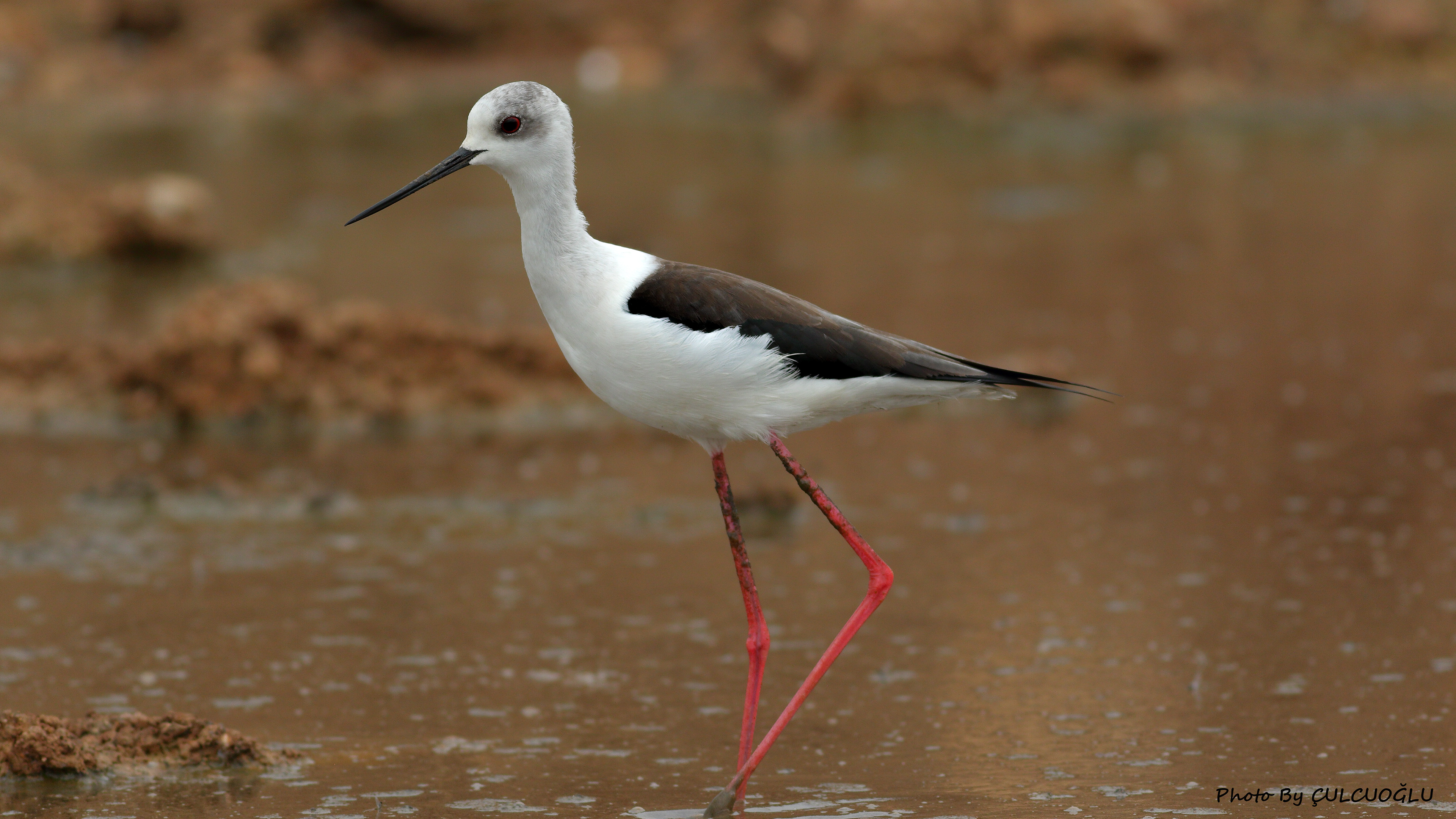 Black-winged Stilt