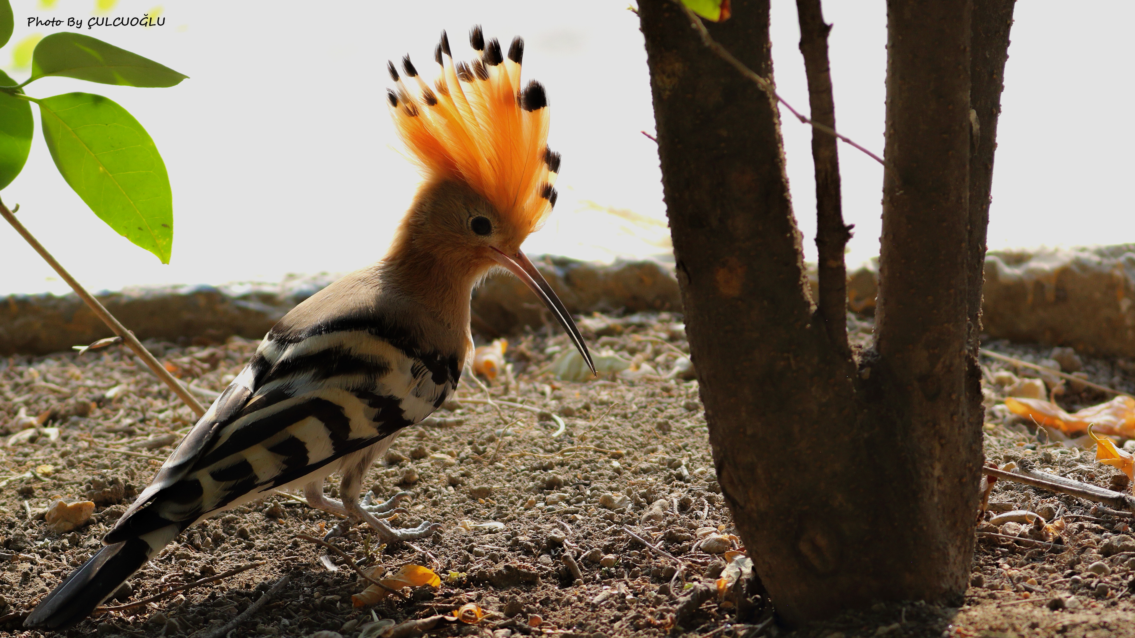 Eurasian Hoopoe