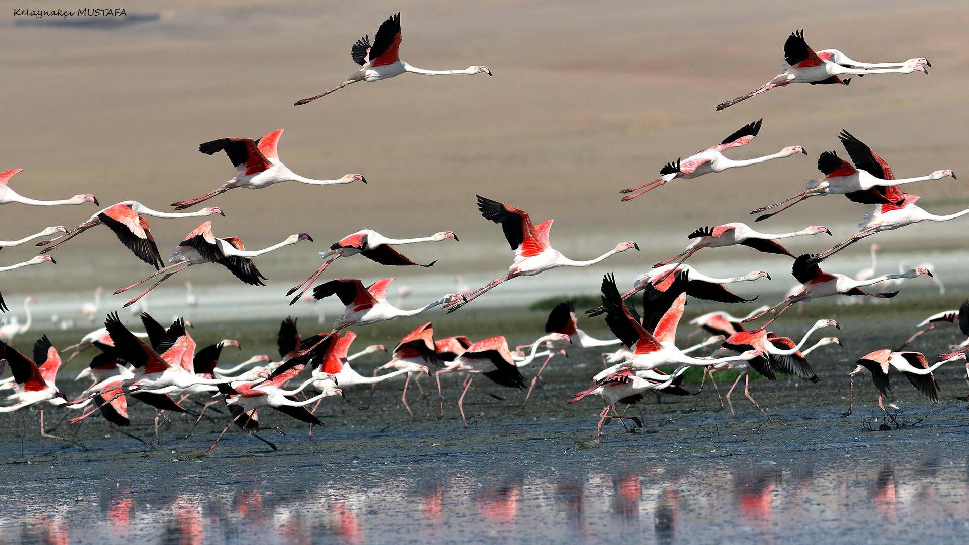 Greater Flamingo