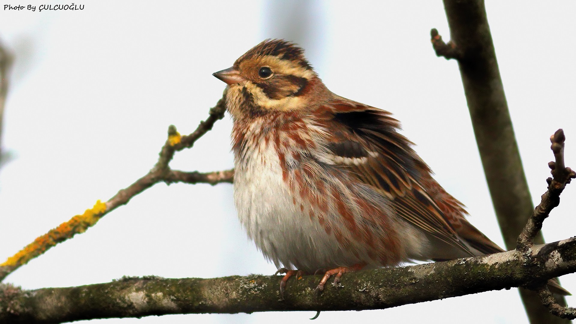 Rustic Bunting