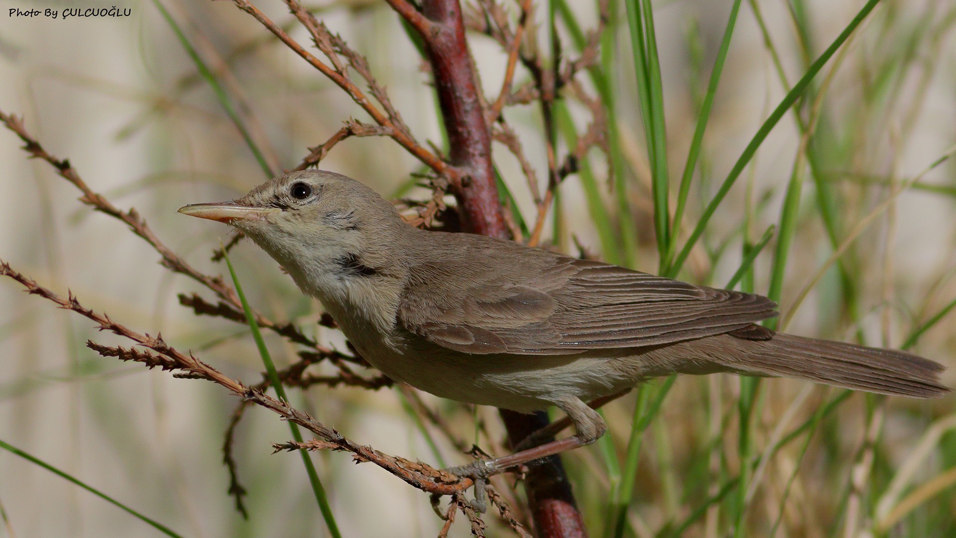 Eastern Olivaceous Warbler