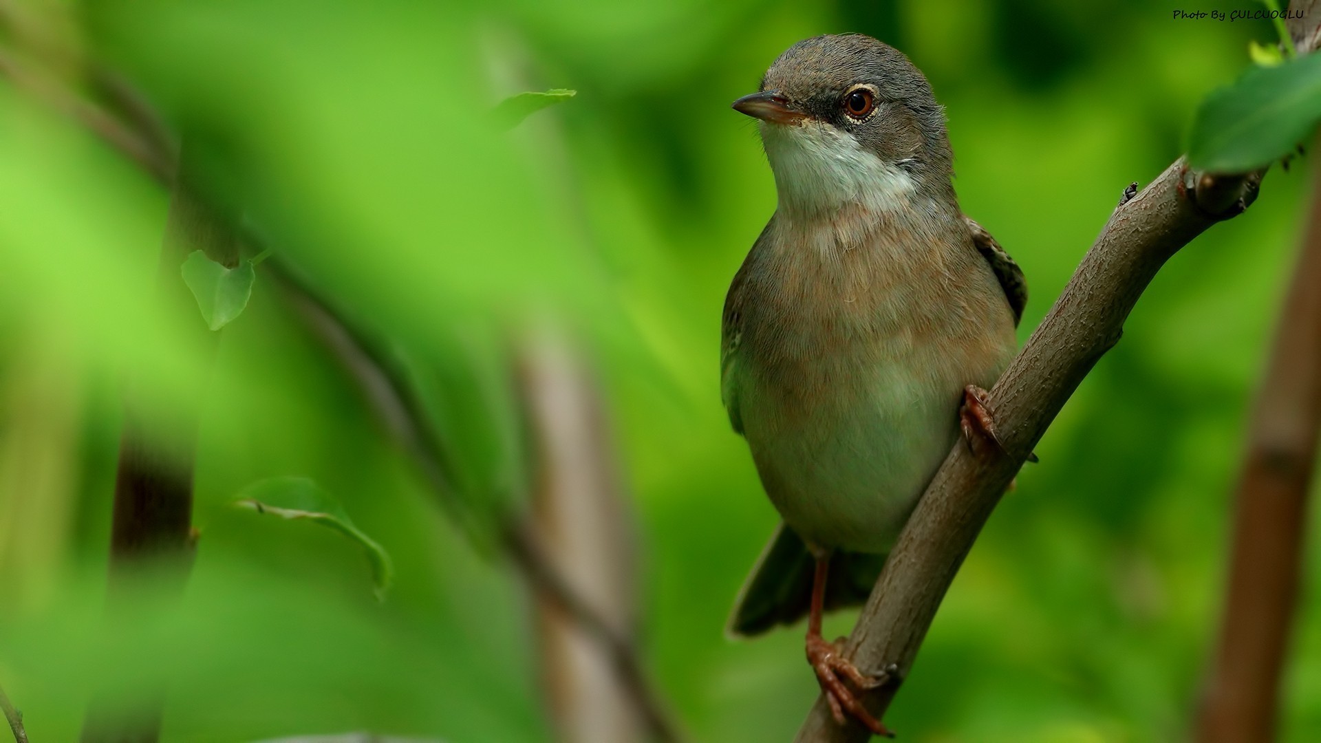 Greater Whitethroat