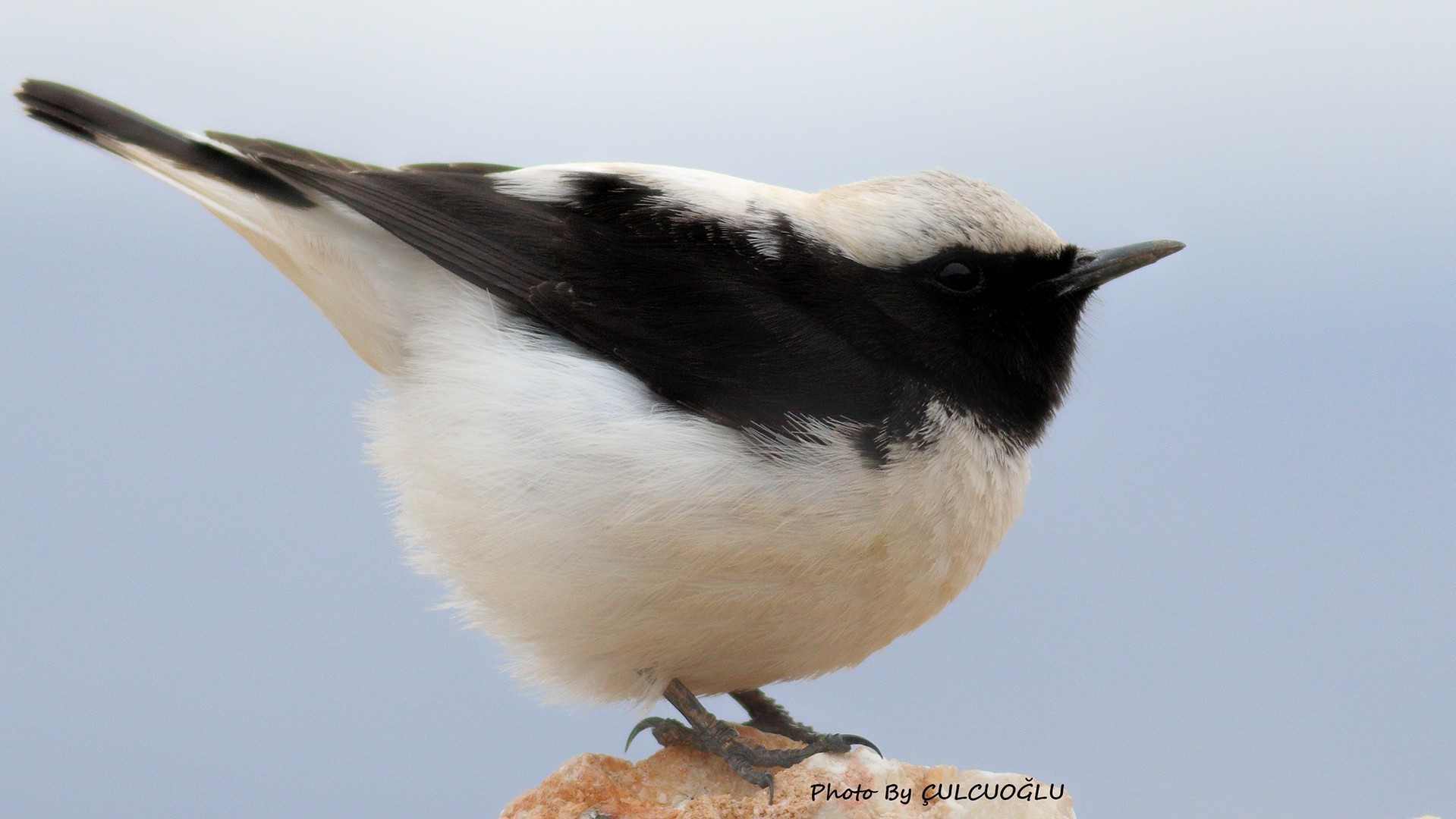 Finsch's Wheatear