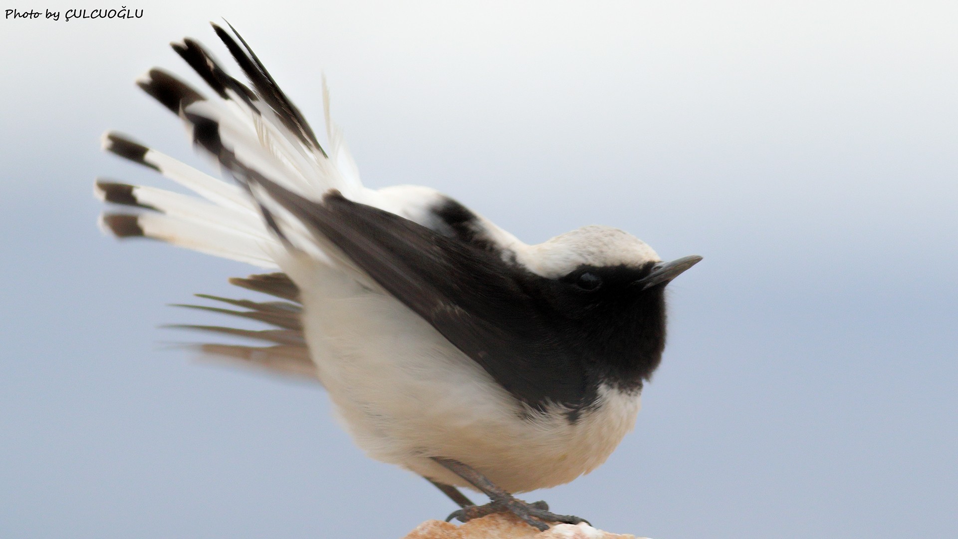 Finsch's Wheatear