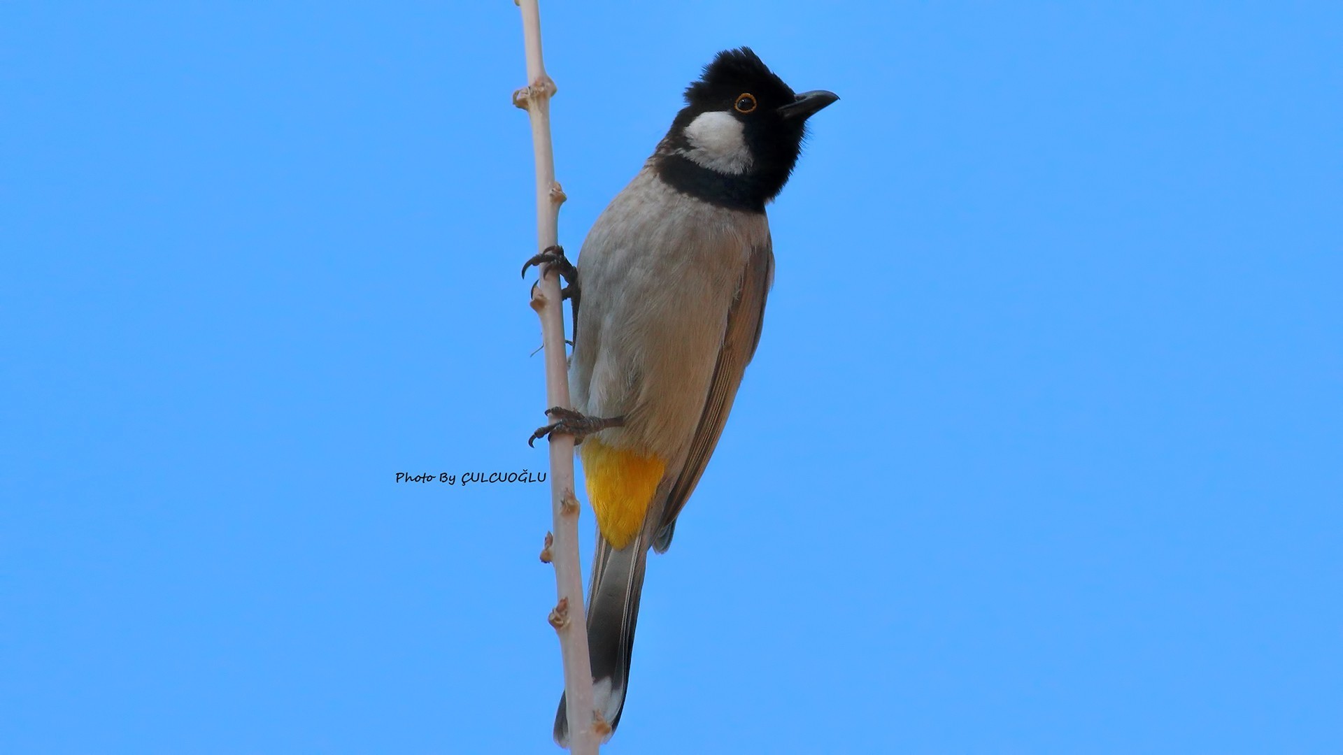 White-eared Bulbul
