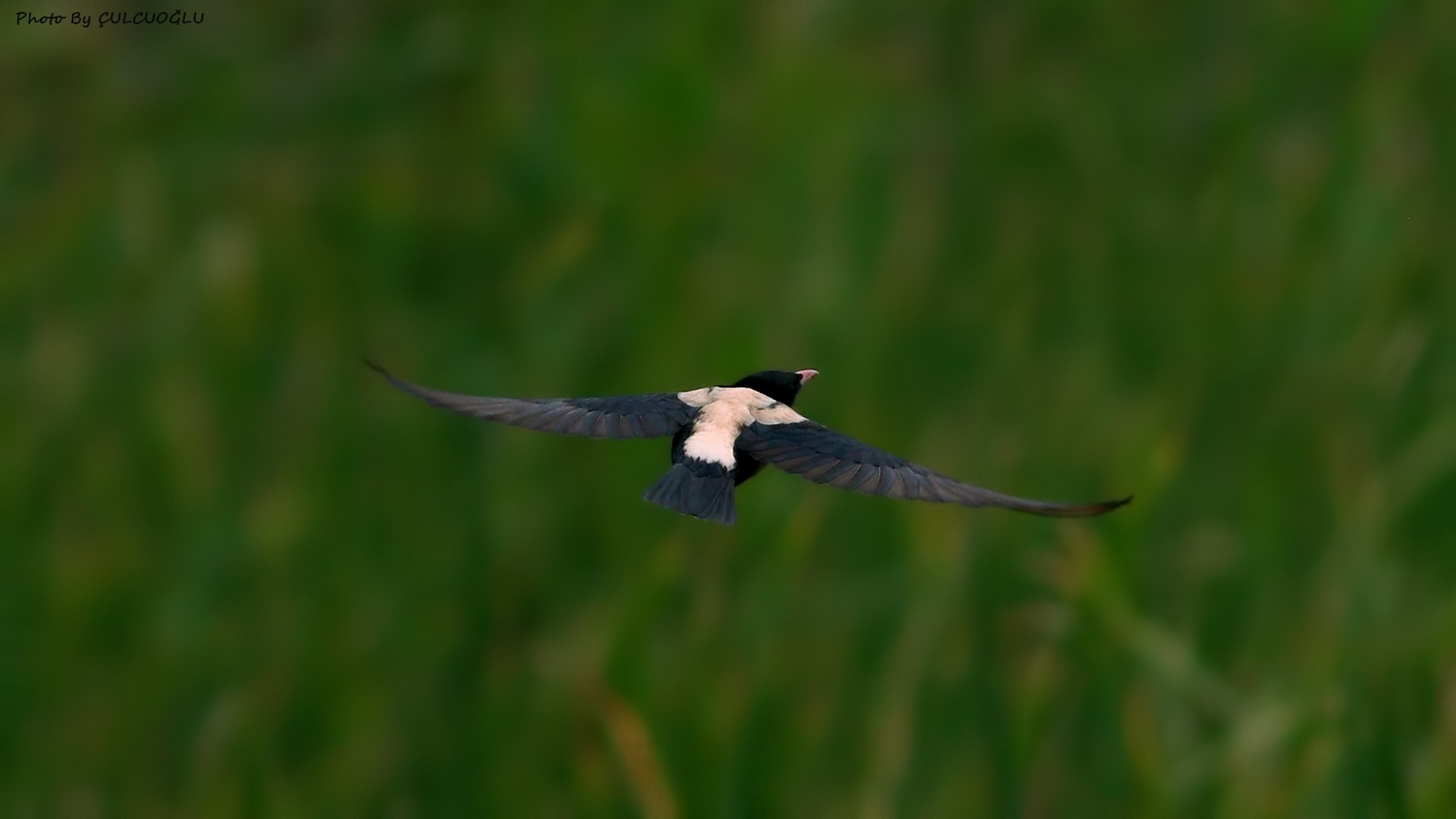 Rose-coloured Starling