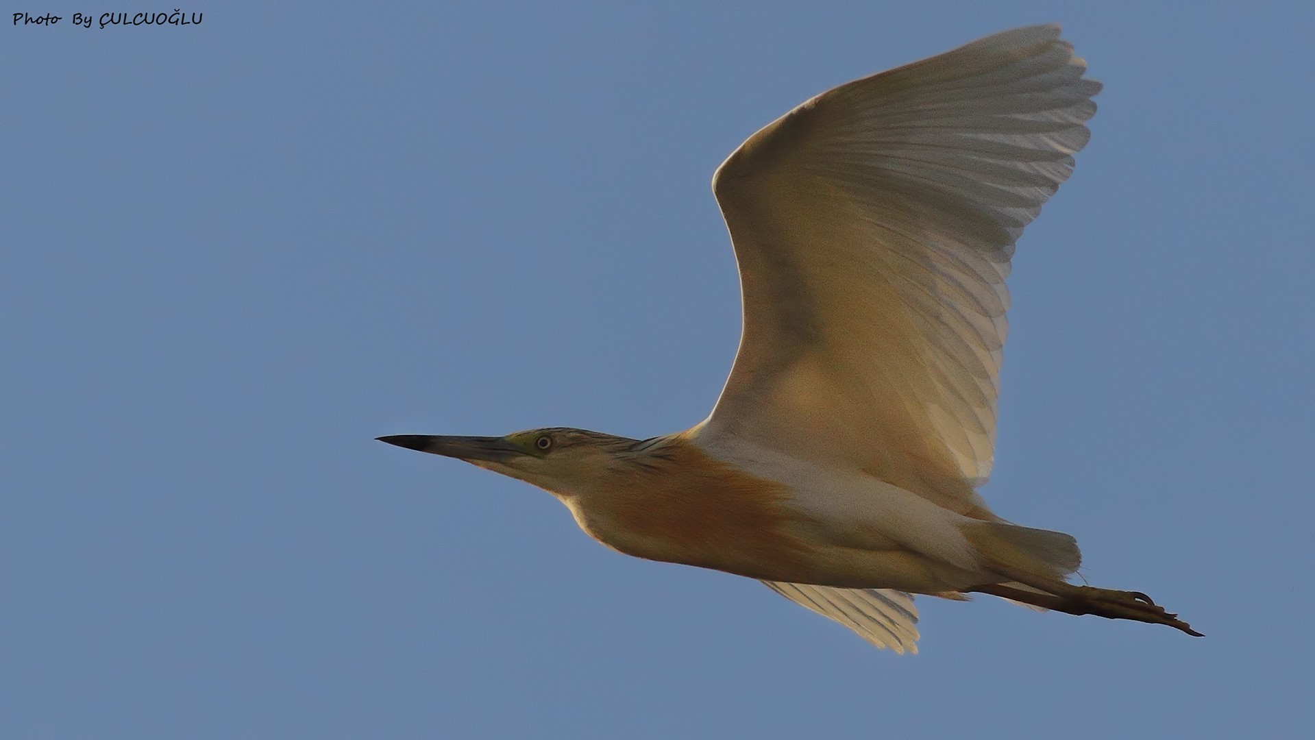 Squacco Heron