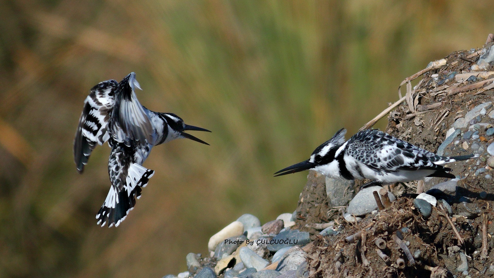 Pied Kingfisher